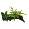 Anubias Microsorum Moss on wood