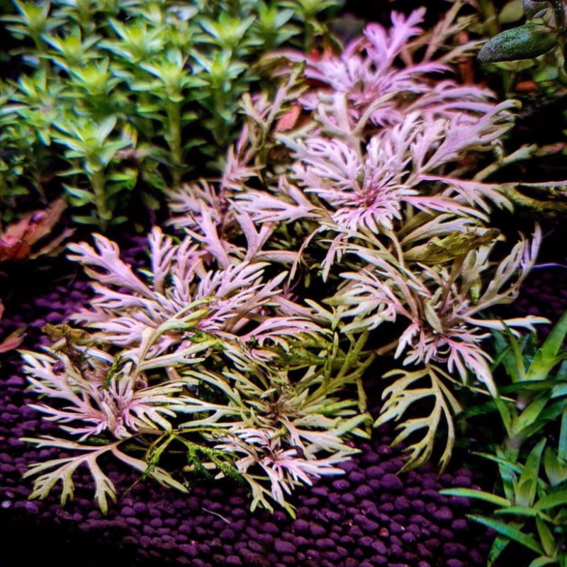 Hyptis laciniata