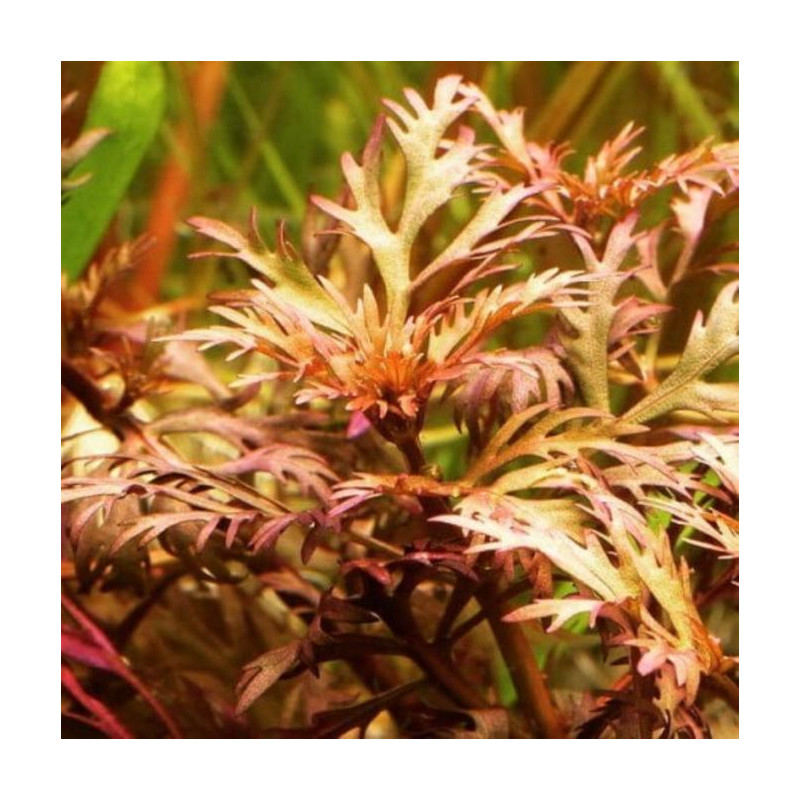 Hyptis laciniata