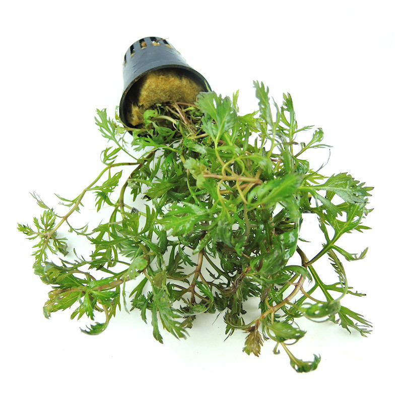 Hyptis laciniata Hyptis laciniata