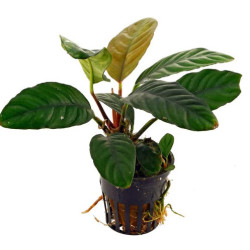 Anubias coffeefolia Anubias coffeefolia