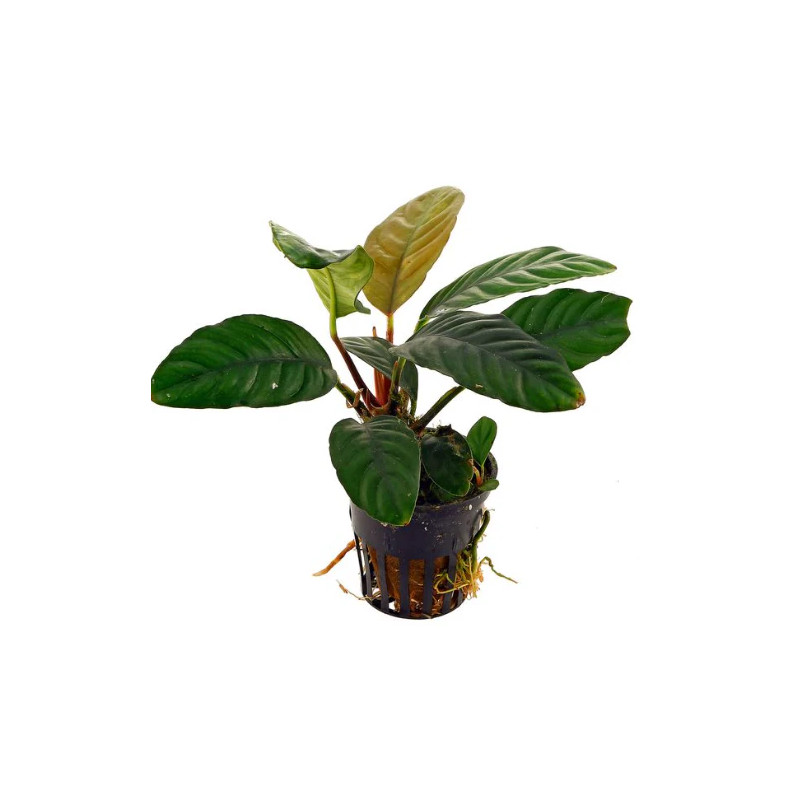 Anubias coffeefolia