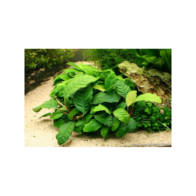 Anubias coffeefolia Anubias coffeefolia