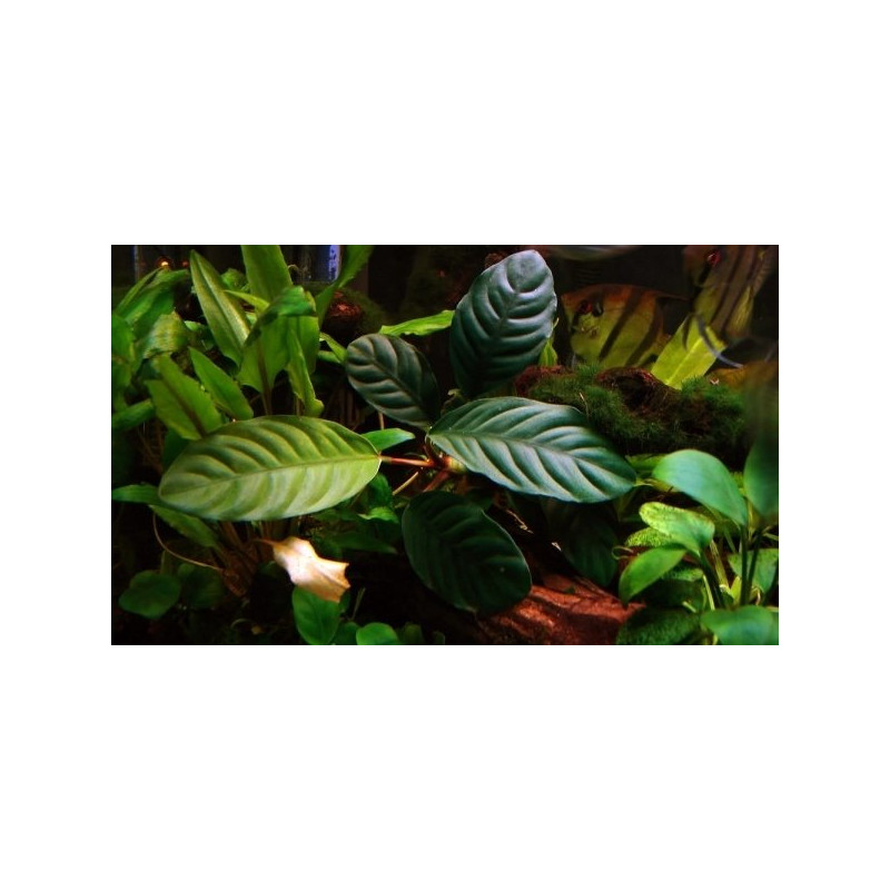 Anubias coffeefolia