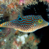 Canthigaster solandri - Spotted sharpnose