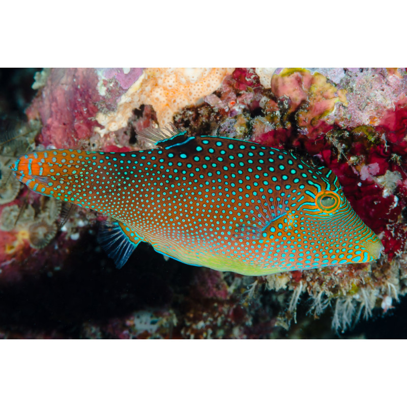 Canthigaster solandri