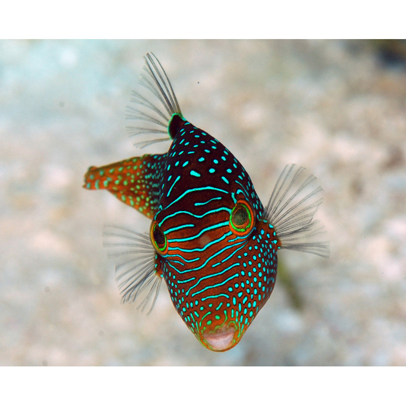 Canthigaster solandri Canthigaster solandri
