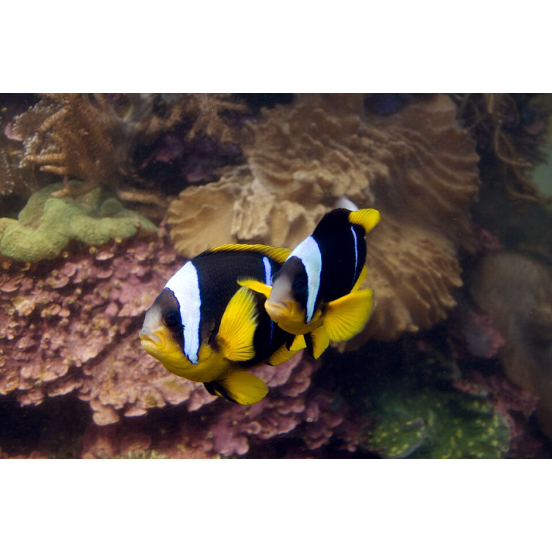 Amphiprion allardi - Peixe-palhaço de Allard