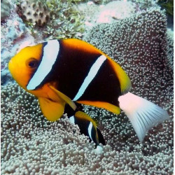 Amphiprion allardi - Peixe-palhaço de Allard Amphiprion allardi - Peixe-palhaço de Allard