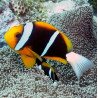 Amphiprion allardi - Peixe-palhaço de Allard