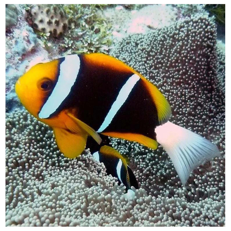 Amphiprion allardi - Peixe-palhaço de Allard Amphiprion allardi - Peixe-palhaço de Allard