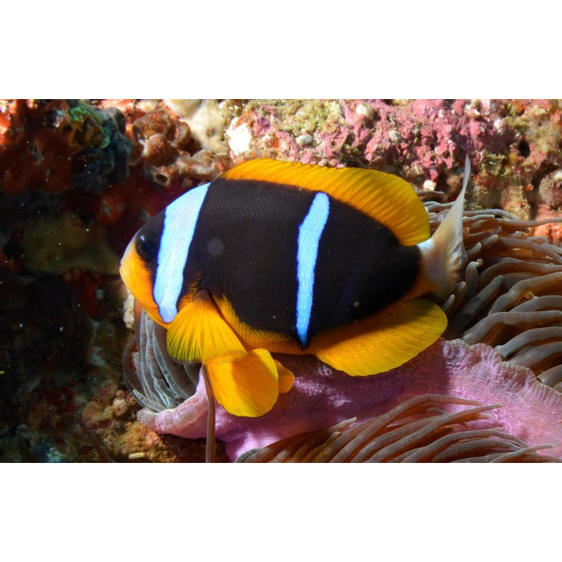 Amphiprion allardi - Peixe-palhaço de Allard