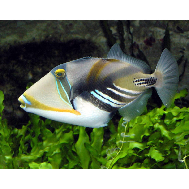 Rhinecanthus aculeatus - Peixe-balão Picasso