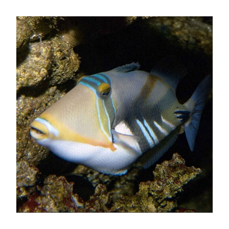 Rhinecanthus aculeatus - Peixe-balão Picasso Rhinecanthus aculeatus - Peixe-balão Picasso