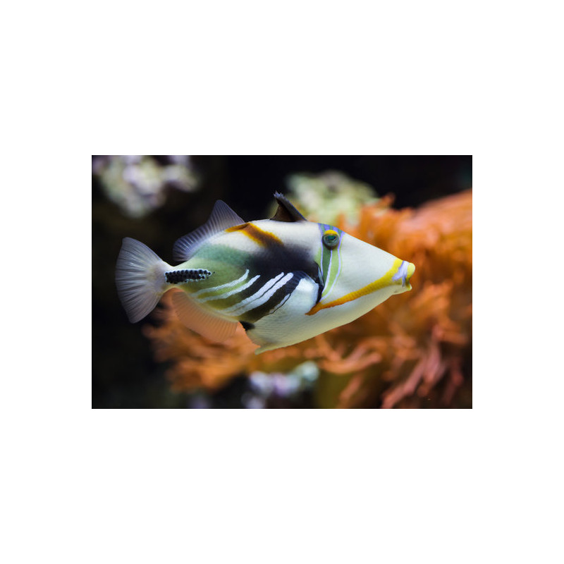Rhinecanthus aculeatus - Picasso Triggerfish