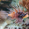 Pterois radiata - Peixe Leão Radiado