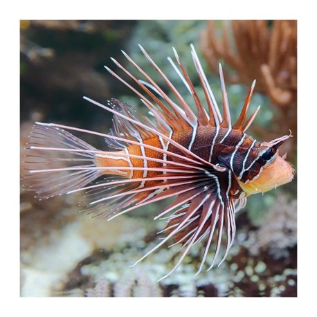 Pterois radiata - Peixe Leão