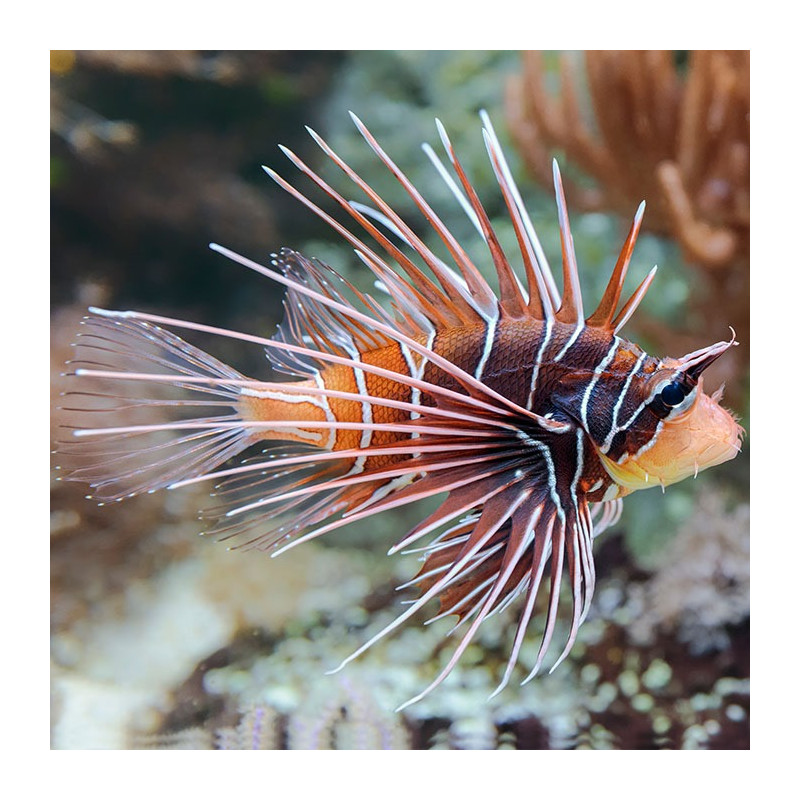Pterois radiata - Pez León Radiado