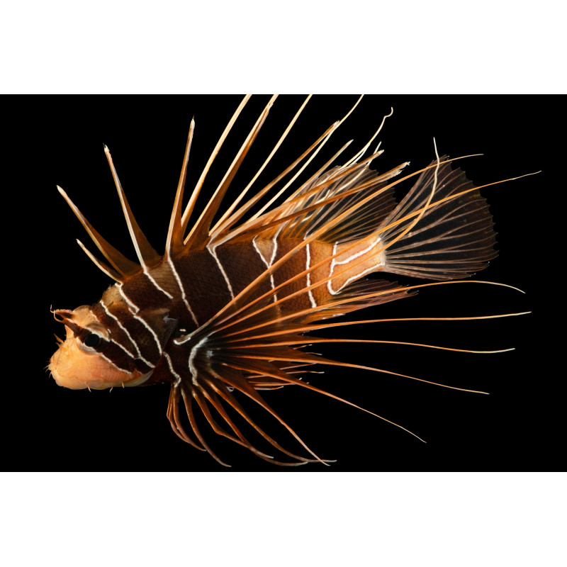 Pterois radiata - Peixe Leão