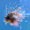 Pterois antennata - Peixe Leão Antenado