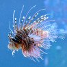 Pterois antennata - Peixe Leão Antenado