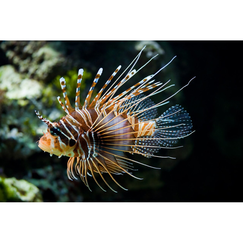 Pterois antennata - Peixe Leão Antenado
