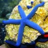 Linckia laevigata - Estrela do Mar Azul