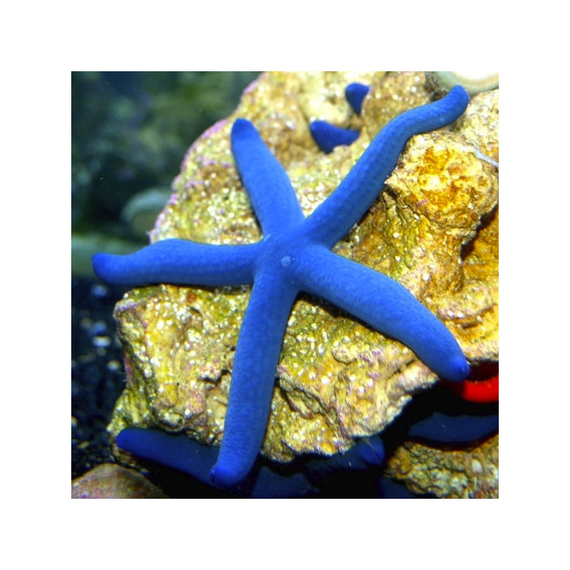 Linckia laevigata - Blue Sea Star