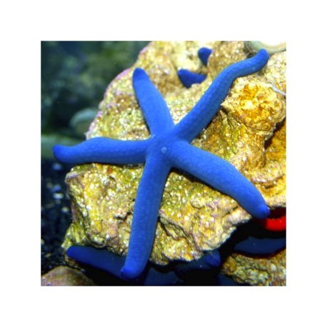Linckia laevigata - Estrela do Mar Azul