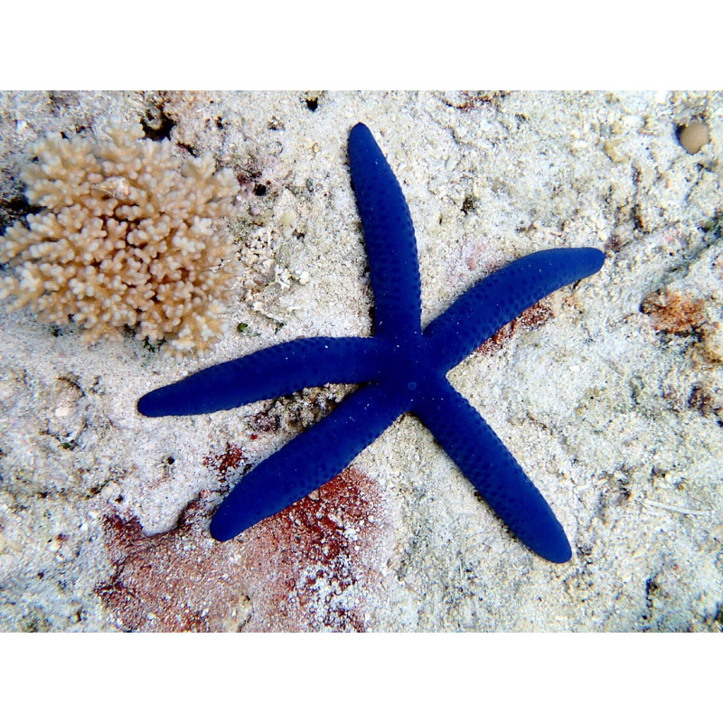 Linckia laevigata - Estrela do Mar Azul
