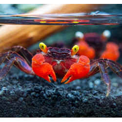 Caranguejo sp. Red Devil (Geosesarma hagen) Caranguejo sp. Red Devil (Geosesarma hagen)