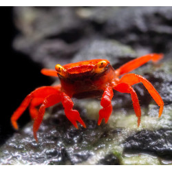 Red Tomato Crab (Geosesarma sp.) Red Tomato Crab (Geosesarma sp.)