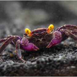 Caranguejo Vampire Purple (Geosesarma dennerle) Caranguejo Vampire Purple (Geosesarma dennerle)