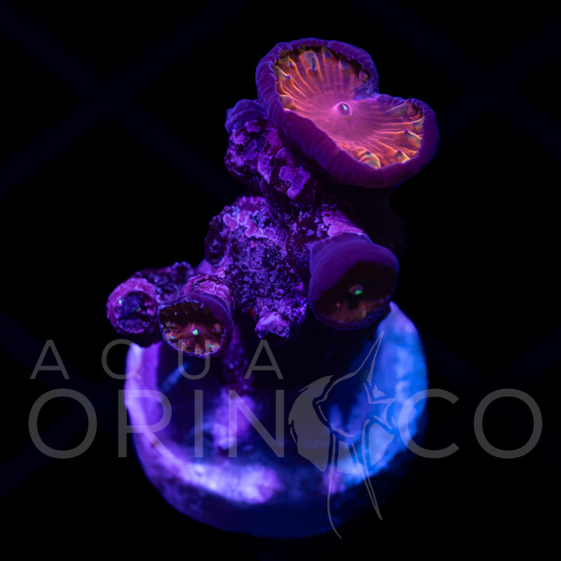 Blastomussa Wellsi I