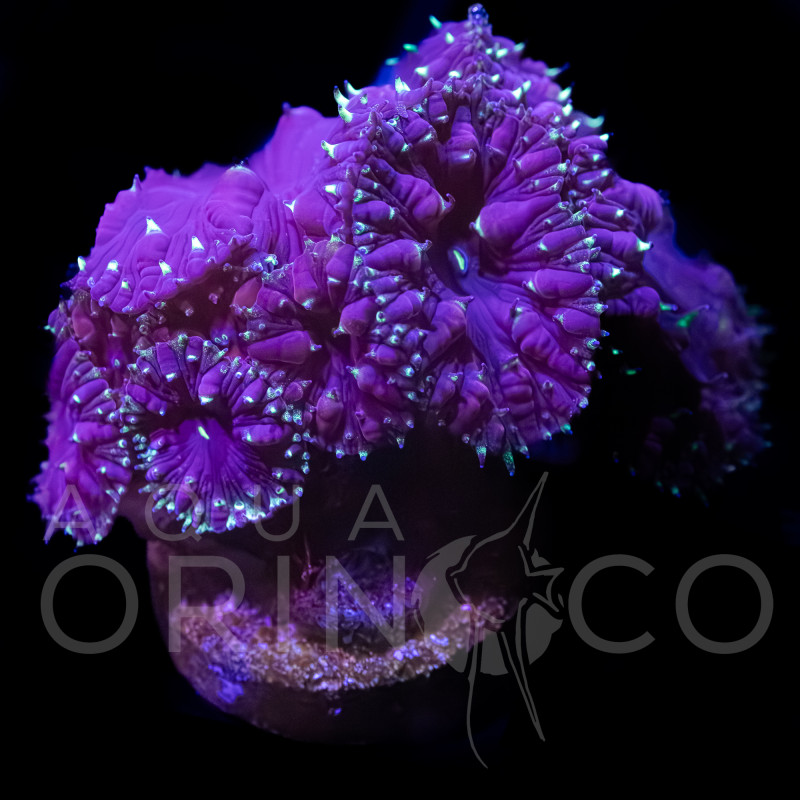 Blastomussa Wellsi III