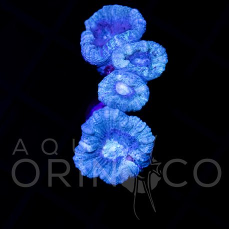 Caulastrea Curvata Green Flour II