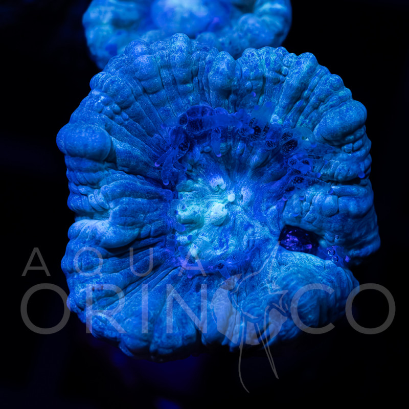 Caulastrea Curvata Green Flour II