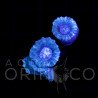 Caulastrea curvata Blue II