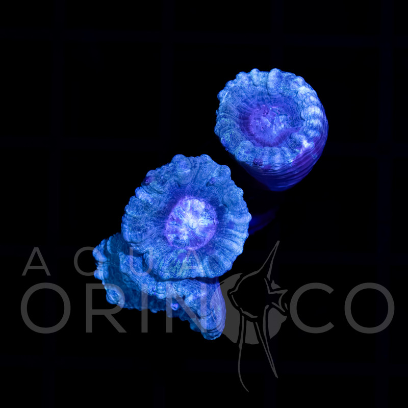 Caulastrea curvata Blue