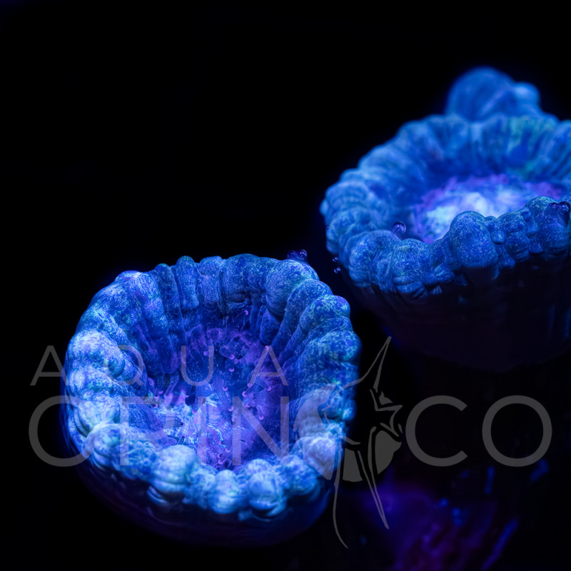 Caulastrea curvata Blue