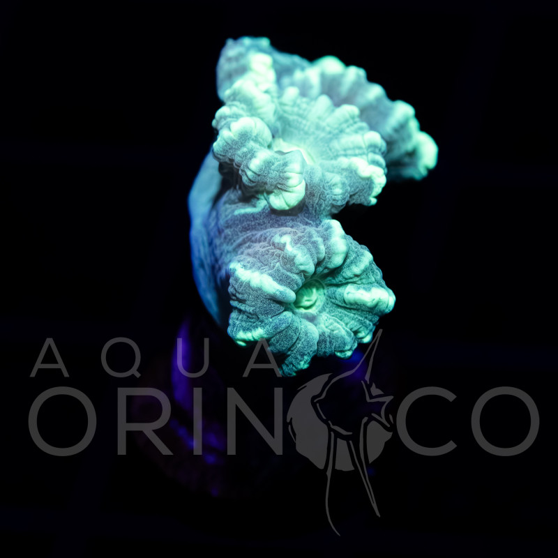 Caulastrea Curvata Mint WYSYWIG II