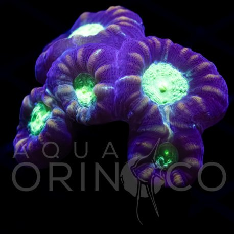 Caulastrea echinulata CocaCola II