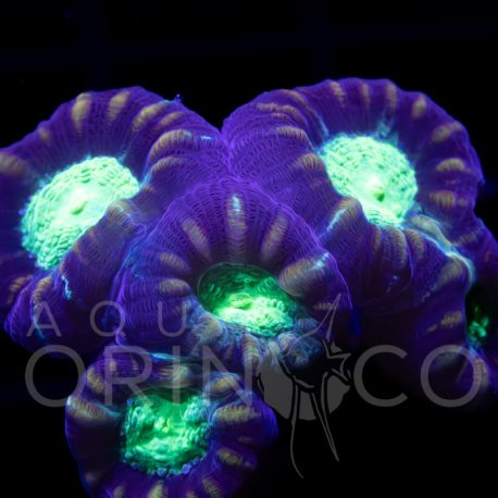 Caulastrea echinulata CocaCola II