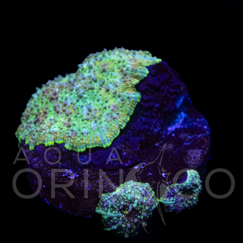 Discosoma Green