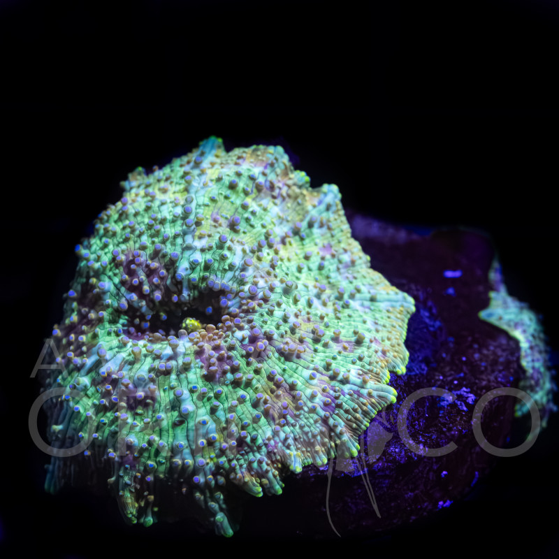 Discosoma Green