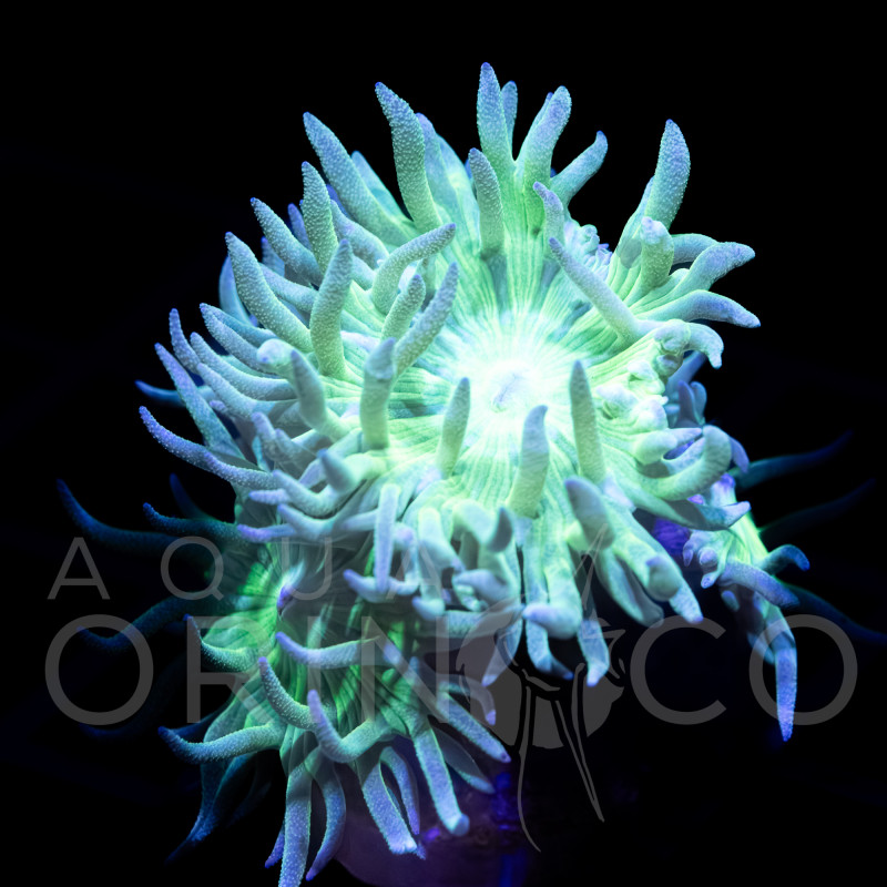 Mint Green Duncan - Duncanopsammia axifuga