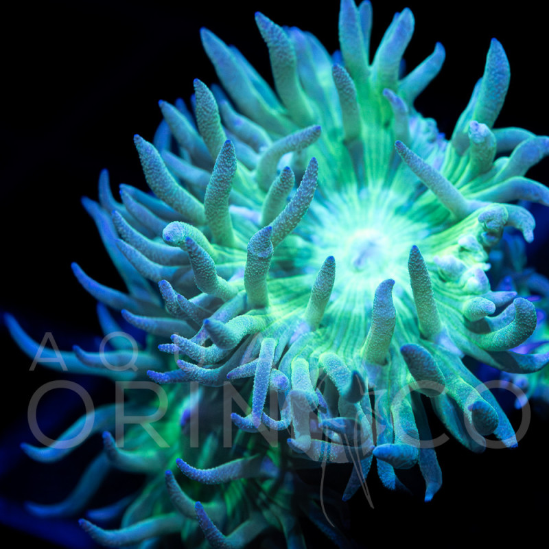 Mint Green Duncan - Duncanopsammia axifuga