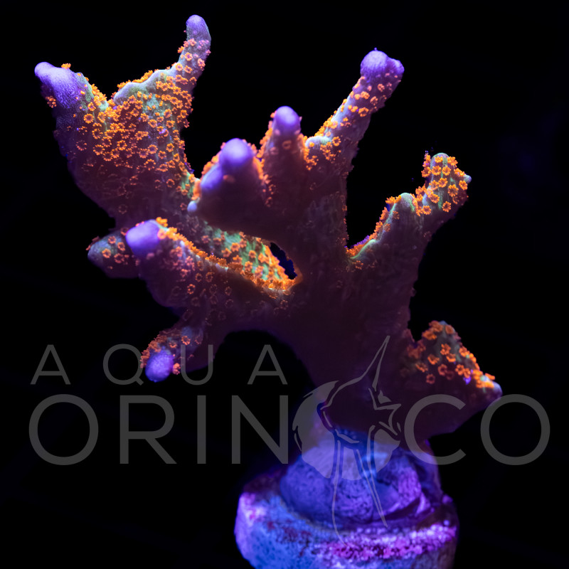 Montipora digitata Bubblegum WYSYWIG