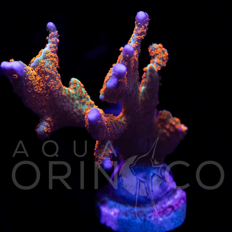 Montipora digitata Bubblegum WYSYWIG