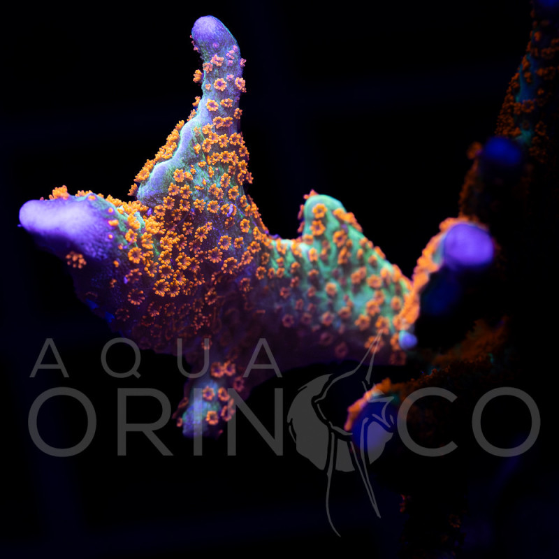 Montipora digitata Bubblegum WYSYWIG